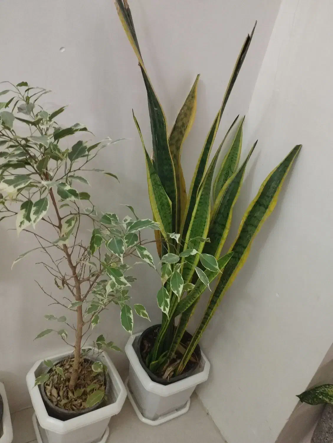 گل طبیعی|گل و گیاه طبیعی|گلستان (تهران), |دیوار