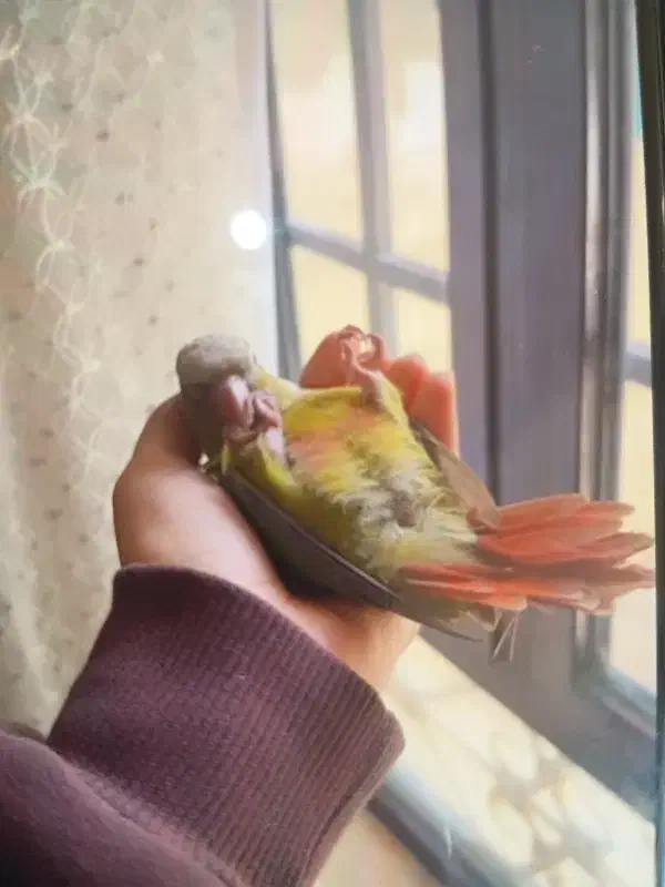 طوطی گرینچیک گم شده|حیوانات|بهبهان, |دیوار