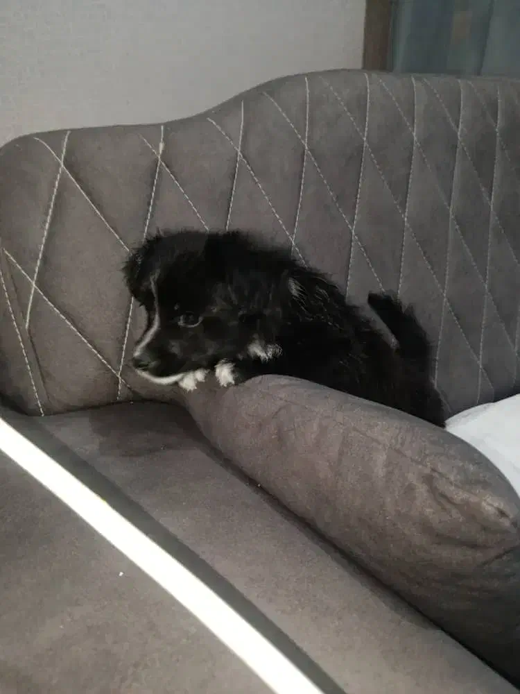 توله پاکوتاه نر|سگ|هشتگرد, تهران دشت|دیوار