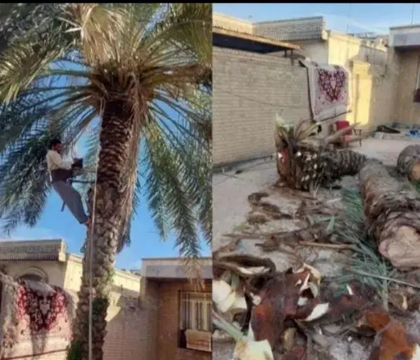 قطع نخل .هرس نخل .بریدن نخل از ریشه..تمیزکردن نخل|خدمات باغبانی و درختکاری|اهواز, گلستان|دیوار