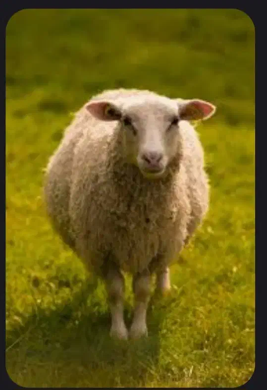 null