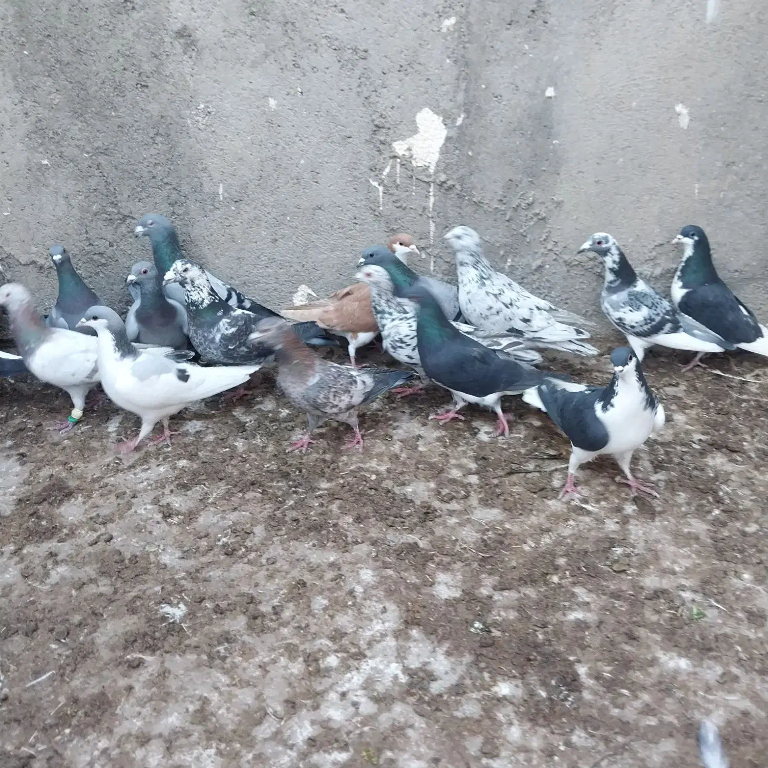 کبوتر پرشی|پرنده|اسفرورین, |دیوار