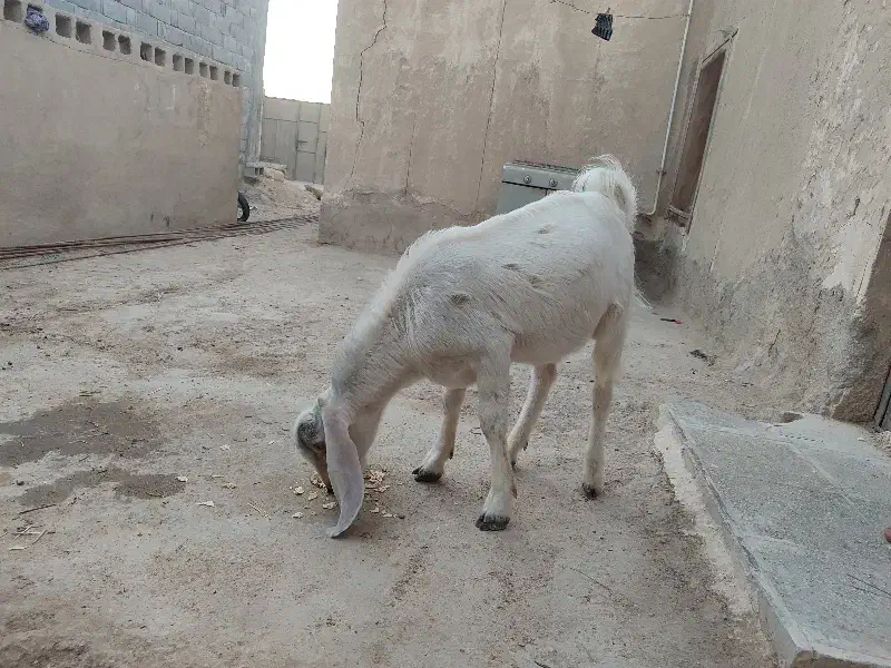 فروش کهره نر در خونه ای|حیوانات مزرعه|بیرم, |دیوار