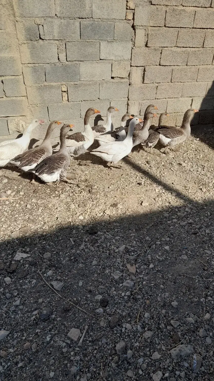 قیمت دونیی۷۵۰|حیوانات مزرعه|شیراز, شهرک گلستان|دیوار