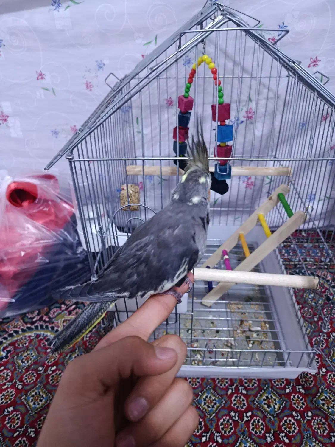 عروس هلندی|پرنده|زنجان, |دیوار