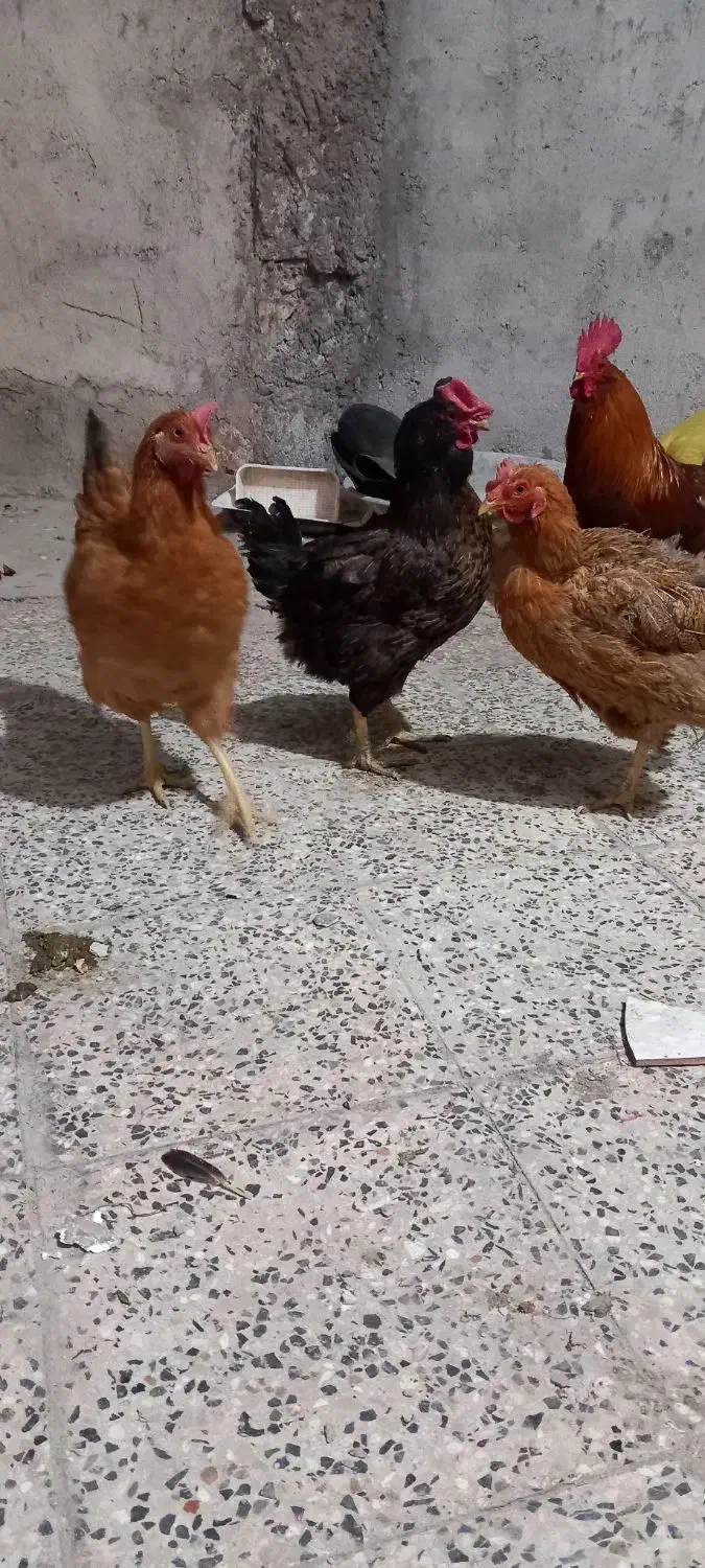 چنتا مرغ فروشی قیمت مناسب|حیوانات مزرعه|مسجد سلیمان, |دیوار