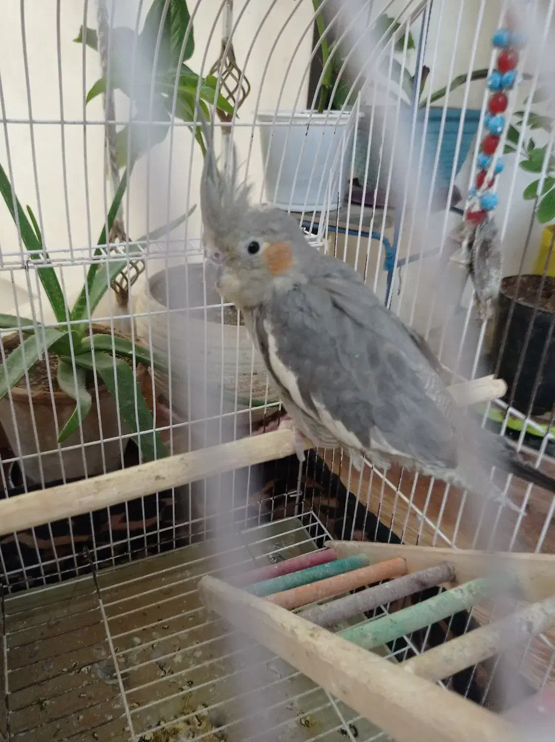 عروس هلندی سه ماهه باقفس|پرنده|خرمآباد, |دیوار