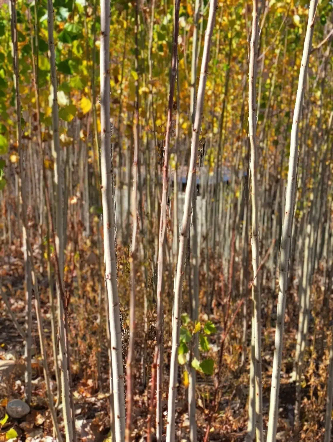 صنوبر نیگرا ترکیه|خدمات باغبانی و درختکاری|خرم‌آباد, |دیوار