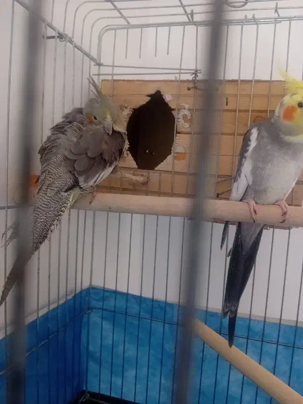 عروس هلندی نر و ماده رام و دستی|پرنده|قرچک, مجتمع مسکونی طبیعت|دیوار