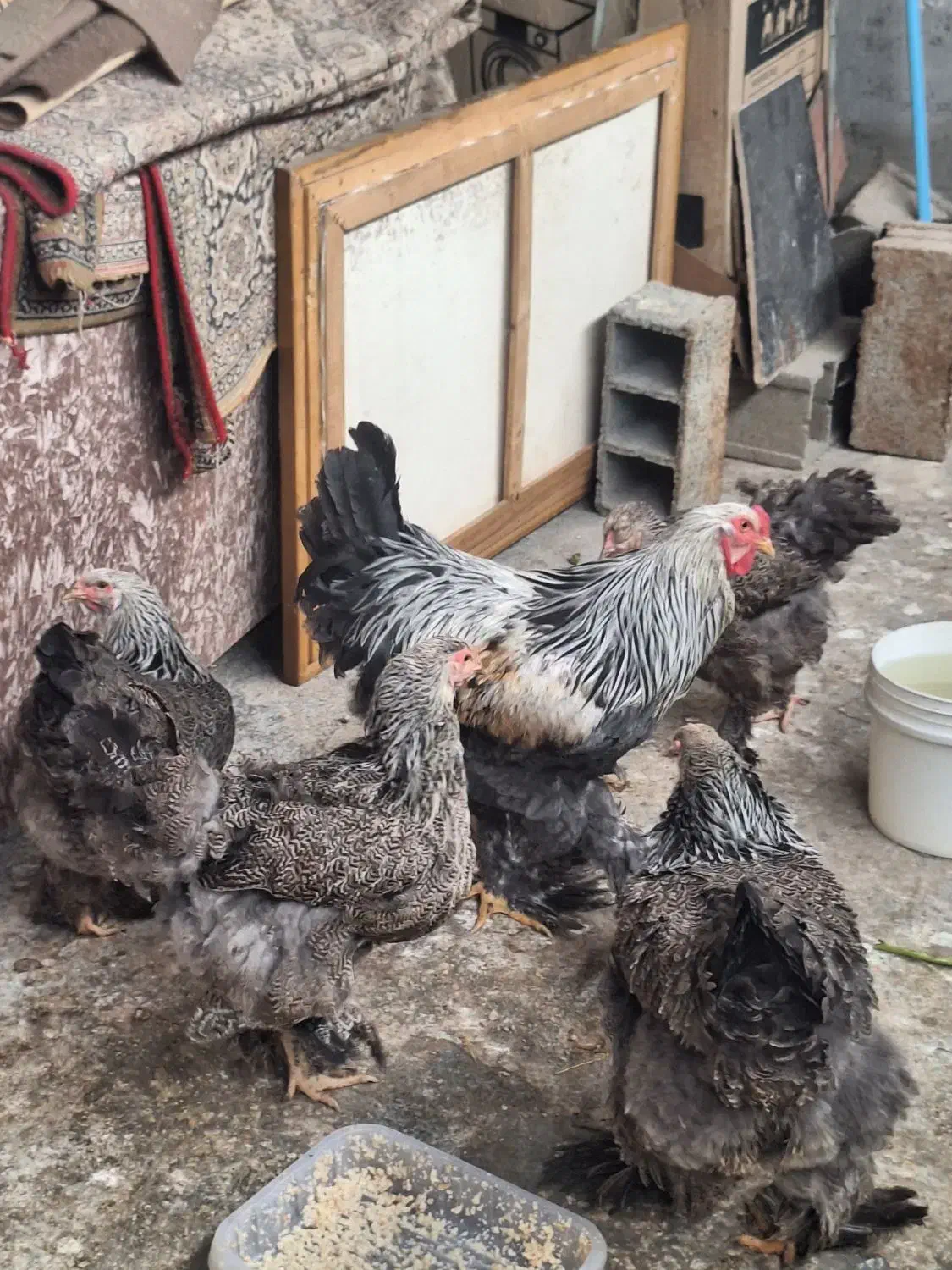 مرغ و خروس برهما دارک|حیوانات مزرعه|امامزاده عبدالله, |دیوار