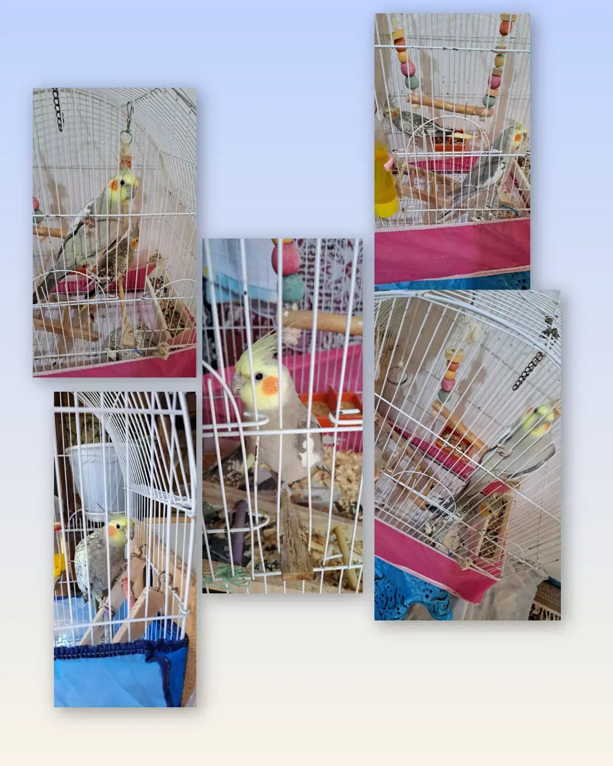 عروس هلندی نروماده|پرنده|اطاقور, |دیوار