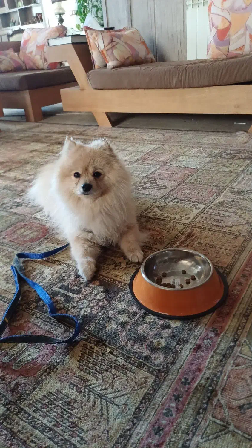 پامر کراس|سگ|اصفهان, جلفا|دیوار