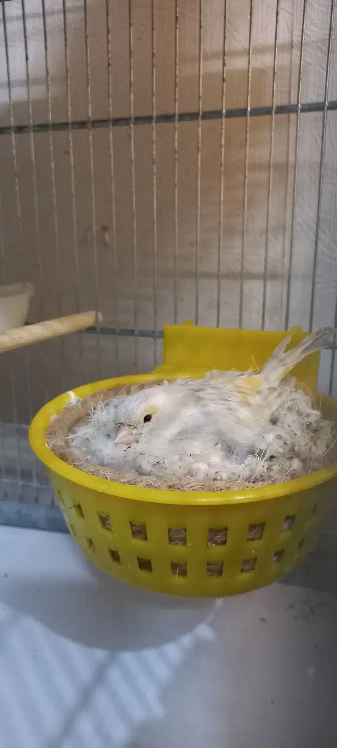 یک جفت قناری اپال|پرنده|قلعه نو, |دیوار