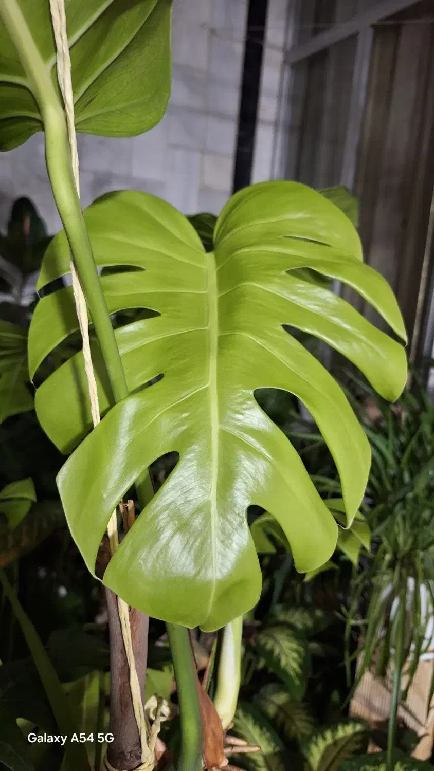 راهنمایی|فعالیت داوطلبانه|کرمانشاه, |دیوار