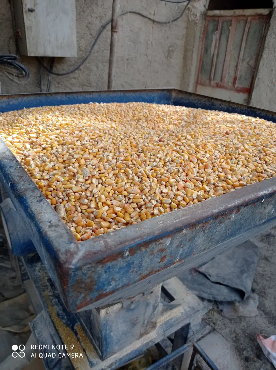 دان بلدرچین سوپر استارتر گوشتی  و تخمگذار|حیوانات مزرعه|کهریزک, |دیوار