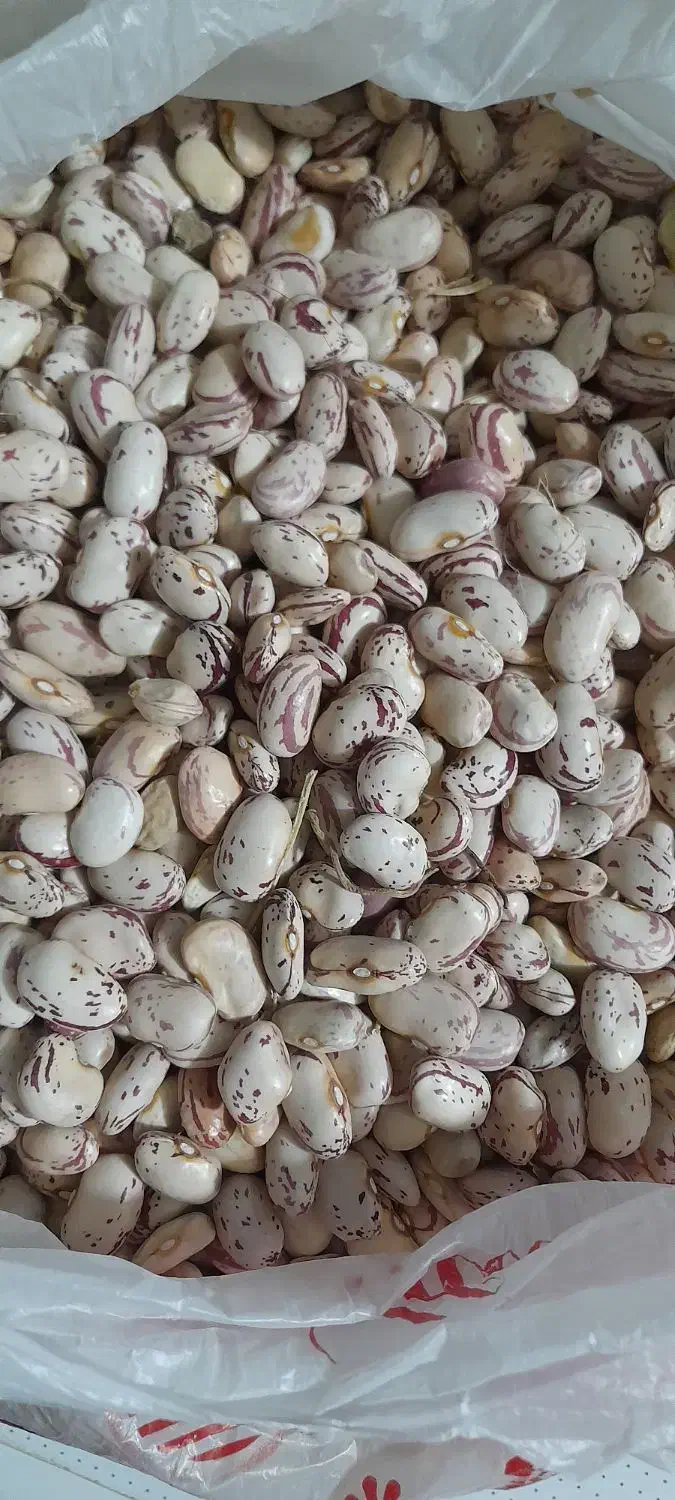 لوبیا چیتی|عمدهفروشی|خاو و میرآباد, |دیوار