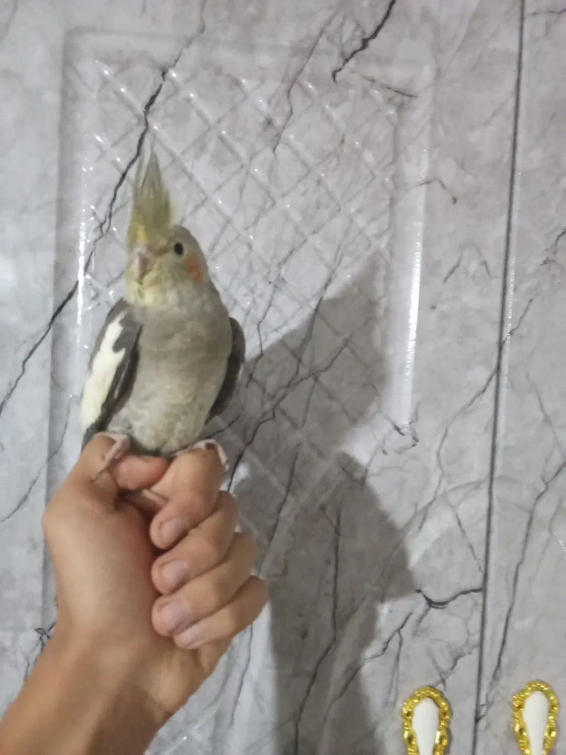 عروس هلندی|پرنده|شاهرود, |دیوار