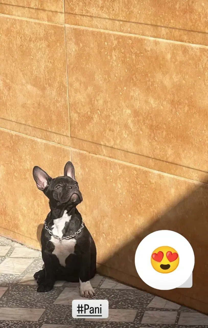 فروش سگ|سگ|امیرکلا, |دیوار