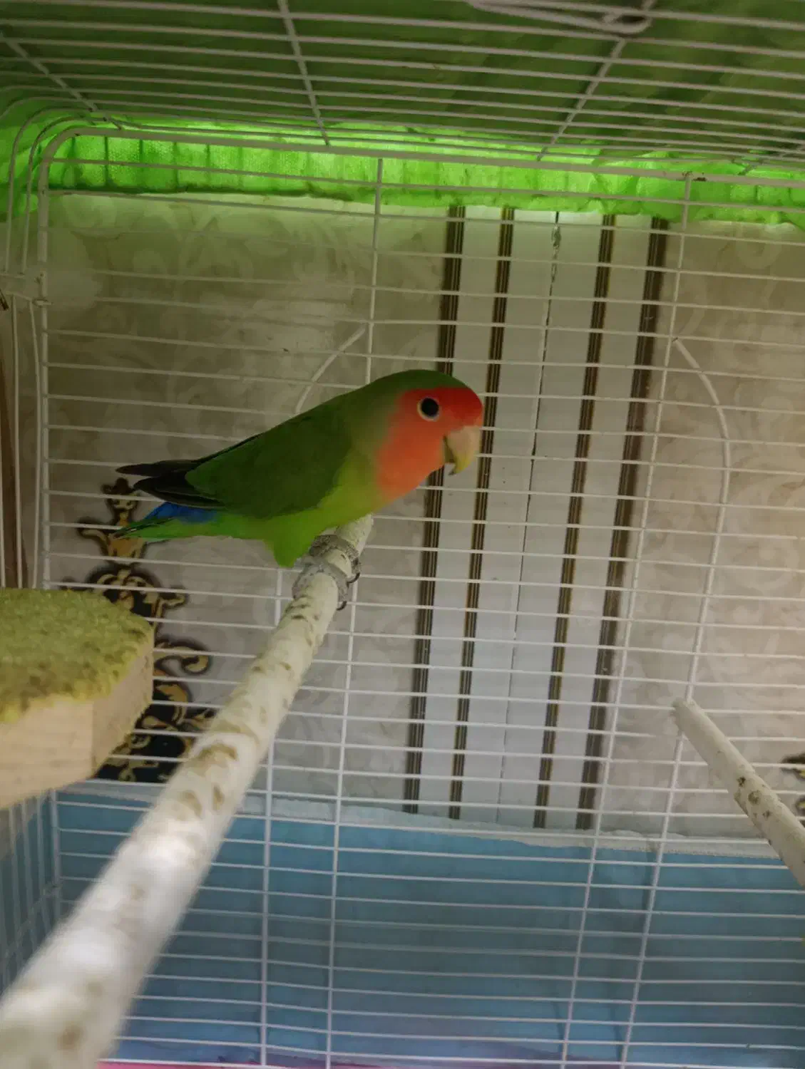 طوطی برزیلی|پرنده|سوسنگرد, |دیوار