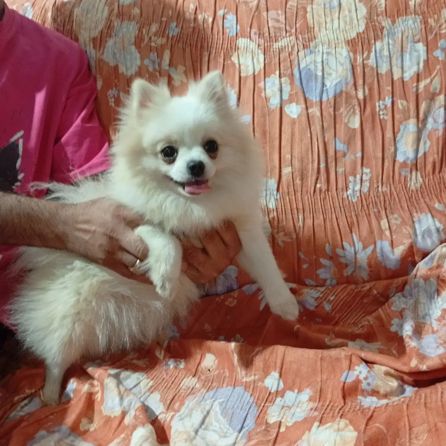 پامرین عروسکی|سگ|بندرعباس, |دیوار