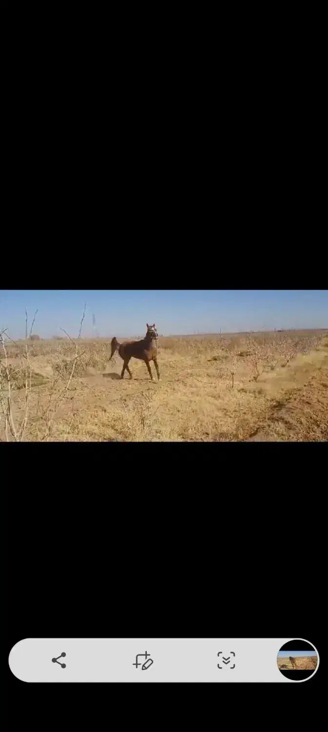 اسب مادیون|اسب و تجهیزات اسب‌سواری|سبزوار, قلعه‌نو دهزار|دیوار