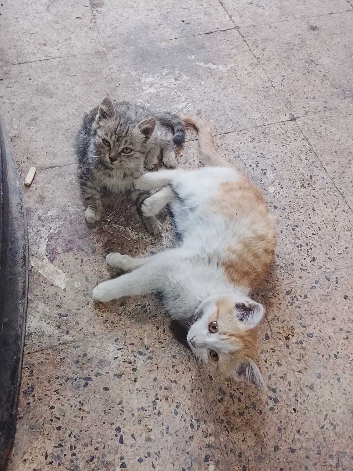 واگذار میشود|گربه|خوی, |دیوار