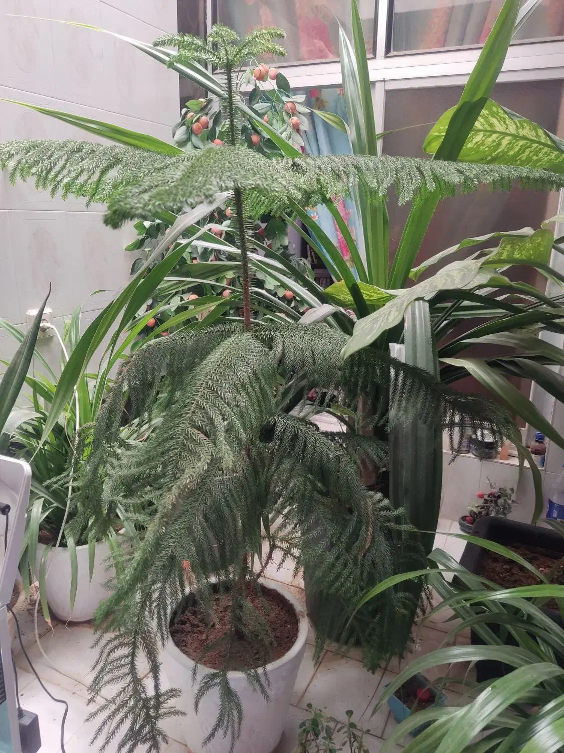 کاج مطبق سایز ۱/۵۰|گل و گیاه طبیعی|شاهرود, |دیوار