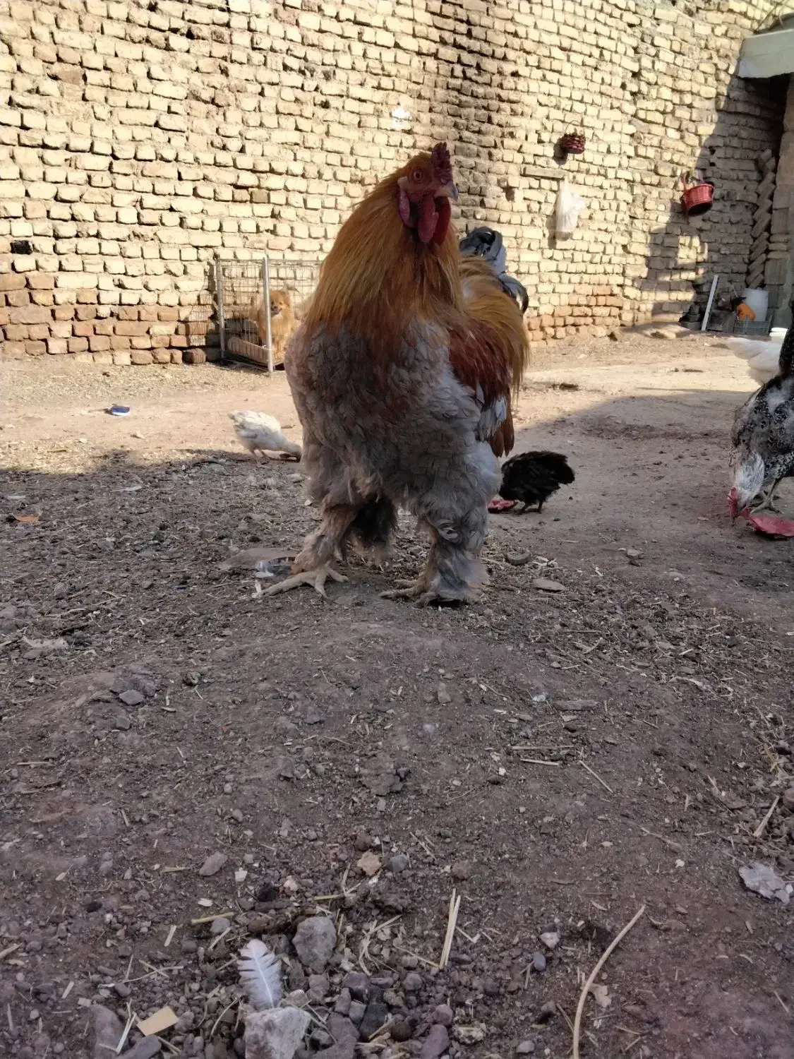 مرغو خروس برهما اصیل|حیوانات مزرعه|رباط‌کریم, رباط‌کریم|دیوار