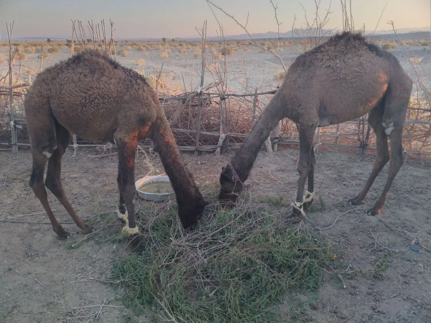 فروشی|حیوانات مزرعه|چاه داد خدا, |دیوار