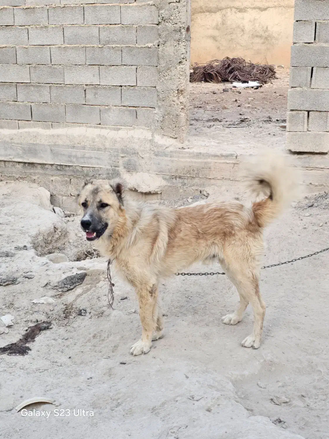 سراب نر اصیل|سگ|شیراز, ظفرآباد|دیوار