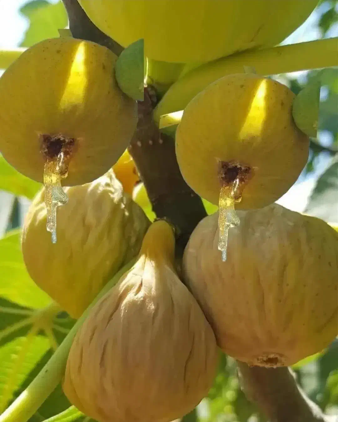 نهال انجیر|گل و گیاه طبیعی|خرقان, |دیوار