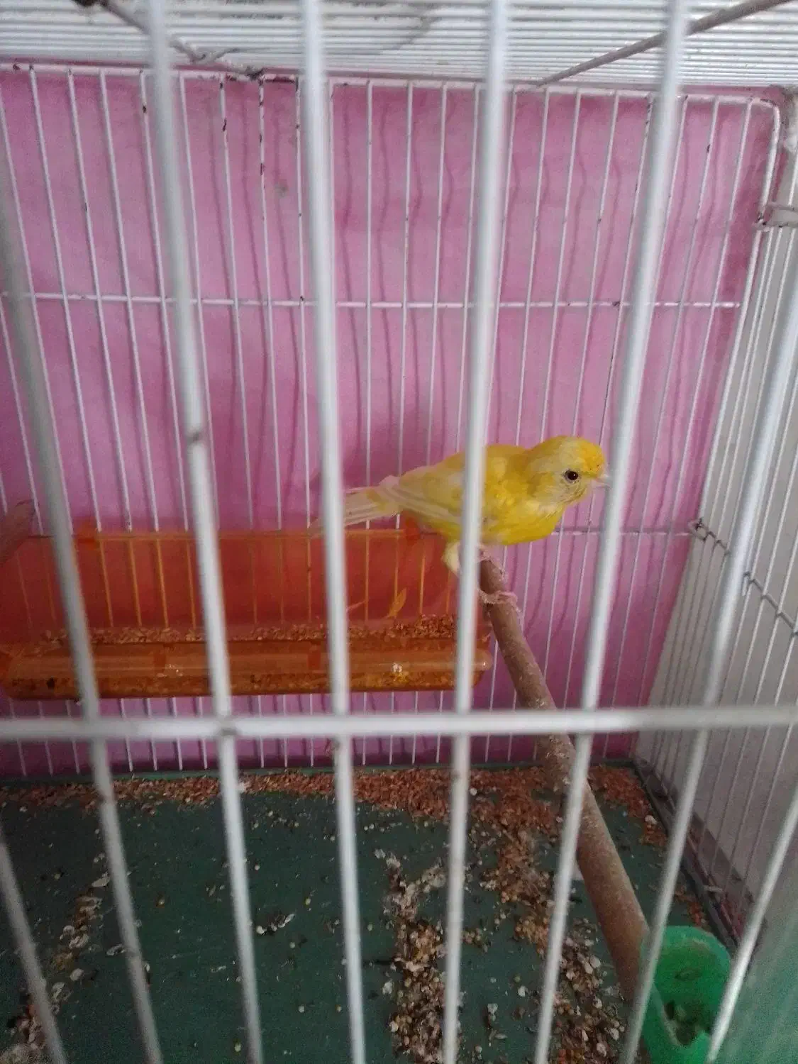 قناری نر سرحال|پرنده|چناران, |دیوار