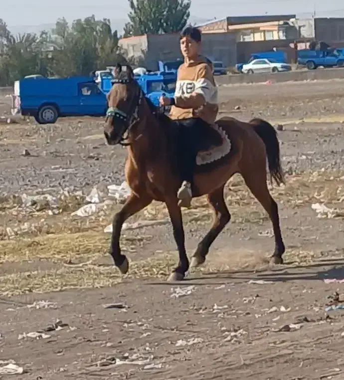 مادیان یورغه مادر زاد|اسب و تجهیزات اسبسواری|تبریز, |دیوار