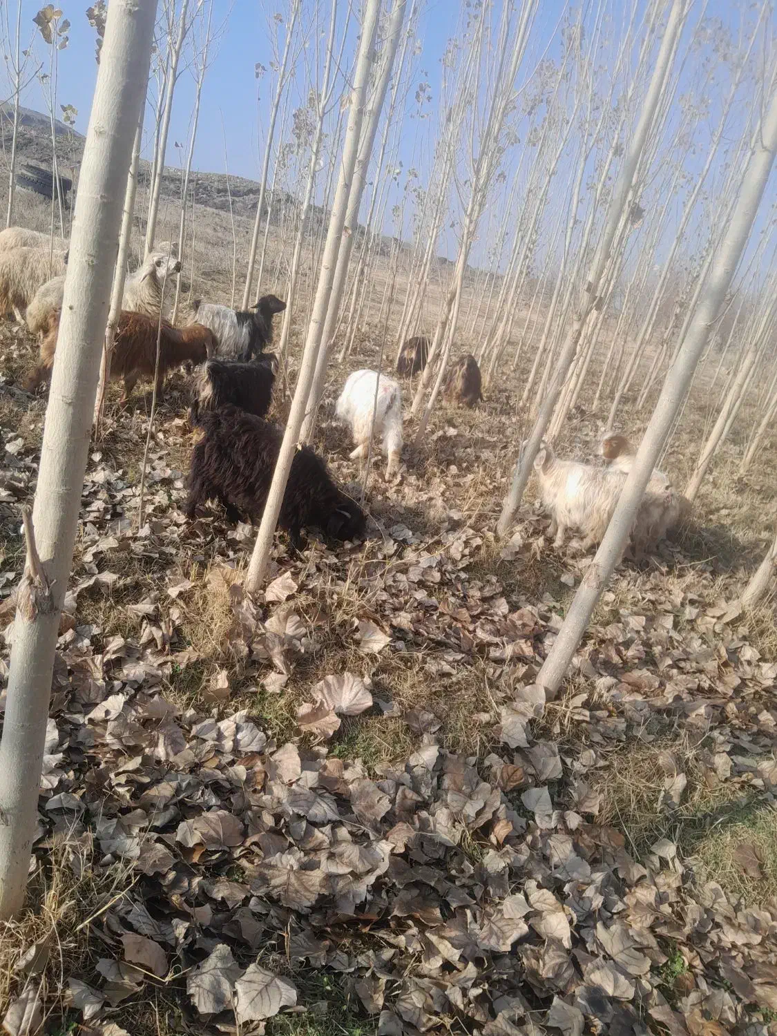 بزغاله|حیوانات مزرعه|پلدشت, |دیوار