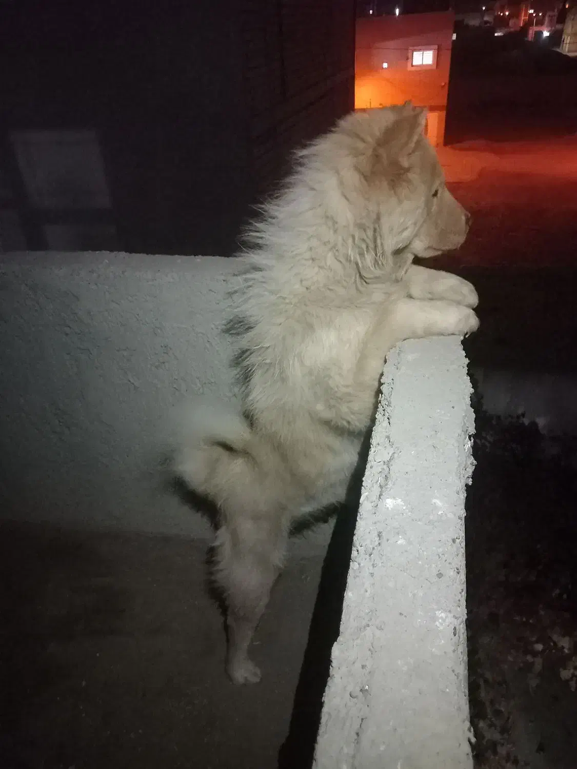 سگ چاوچاو نرو لاس پاپی|سگ|ابریشم, |دیوار