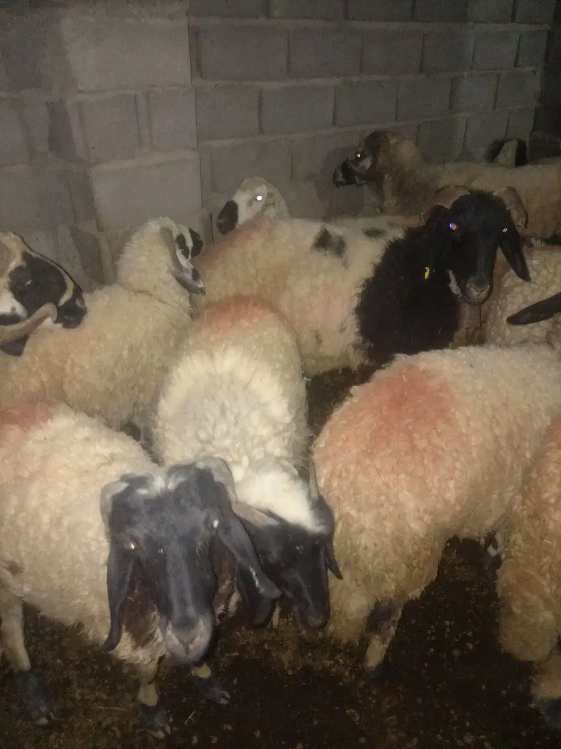 میش شاخی با چند تا کاور آبستن،|حیوانات مزرعه|زرند, |دیوار