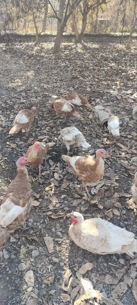 بوقلمون|حیوانات مزرعه|سنندج, |دیوار