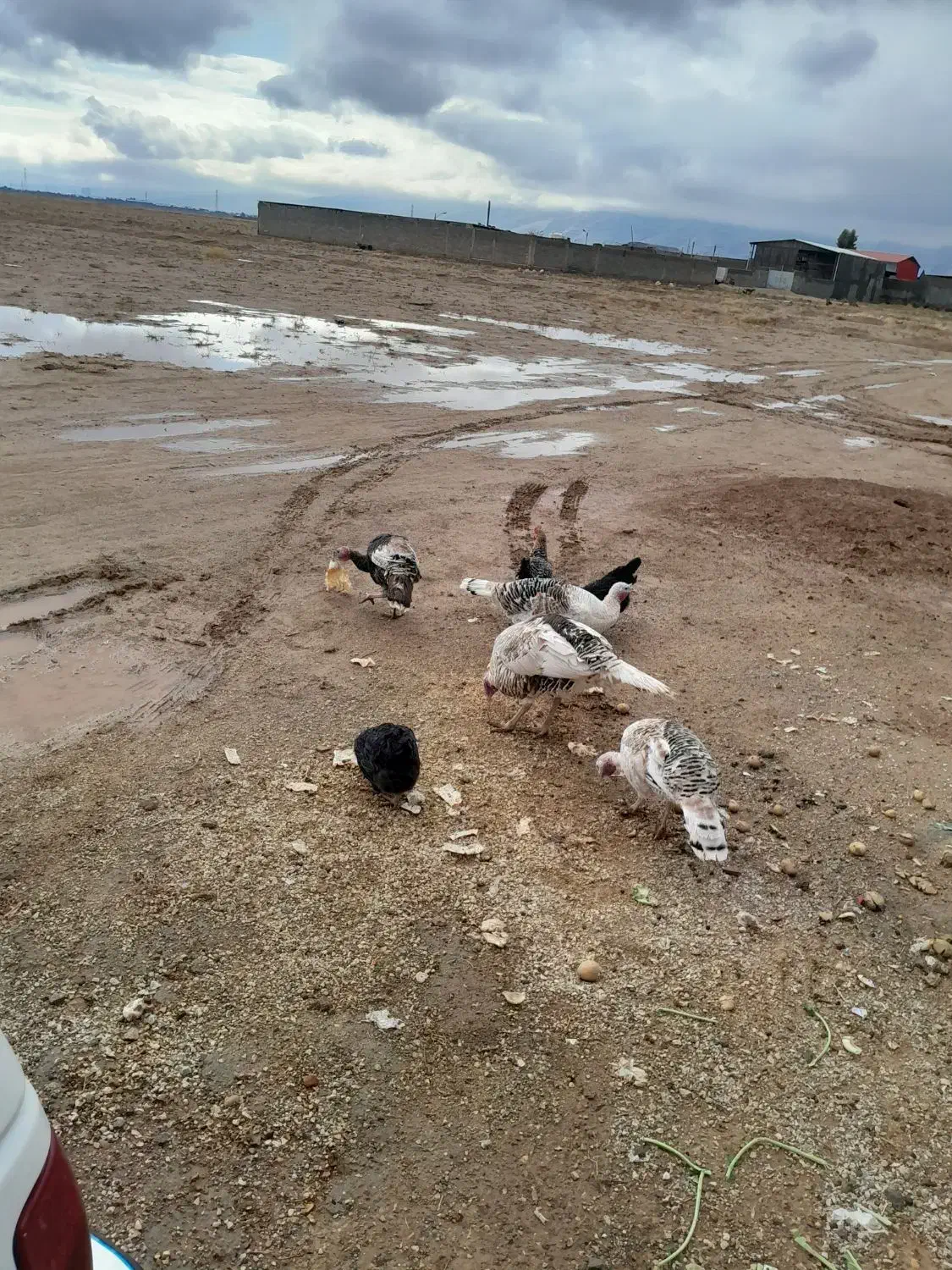 فروش بوقلمون|حیوانات مزرعه|شیراز, حومه شیراز|دیوار