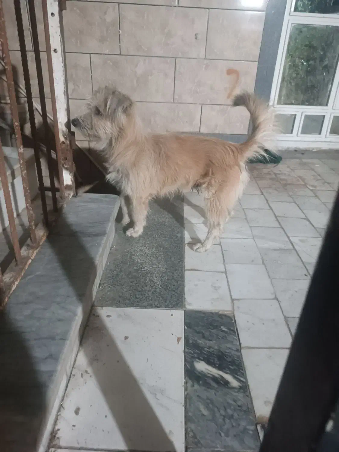 پشمالو|سگ|خان ببین, |دیوار