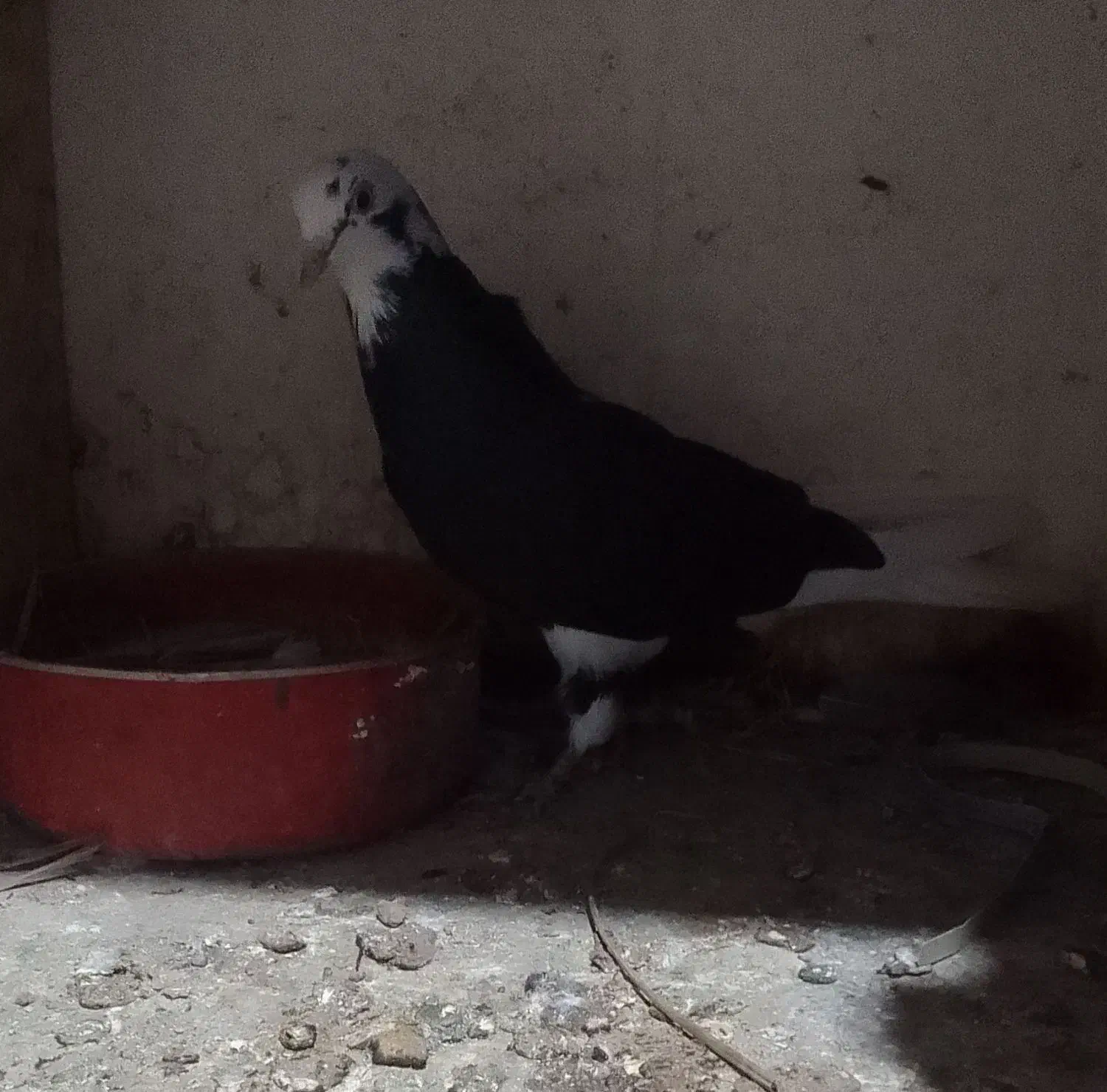 کبوترهای شازده سبزوشازده سیاه بسیارزیبا|پرنده|قائمشهر, |دیوار