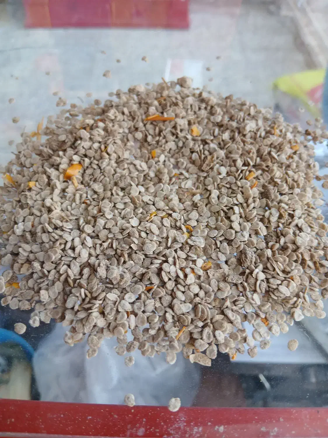 بذر گوجه|خدمات باغبانی و درختکاری|حمیدیه, |دیوار