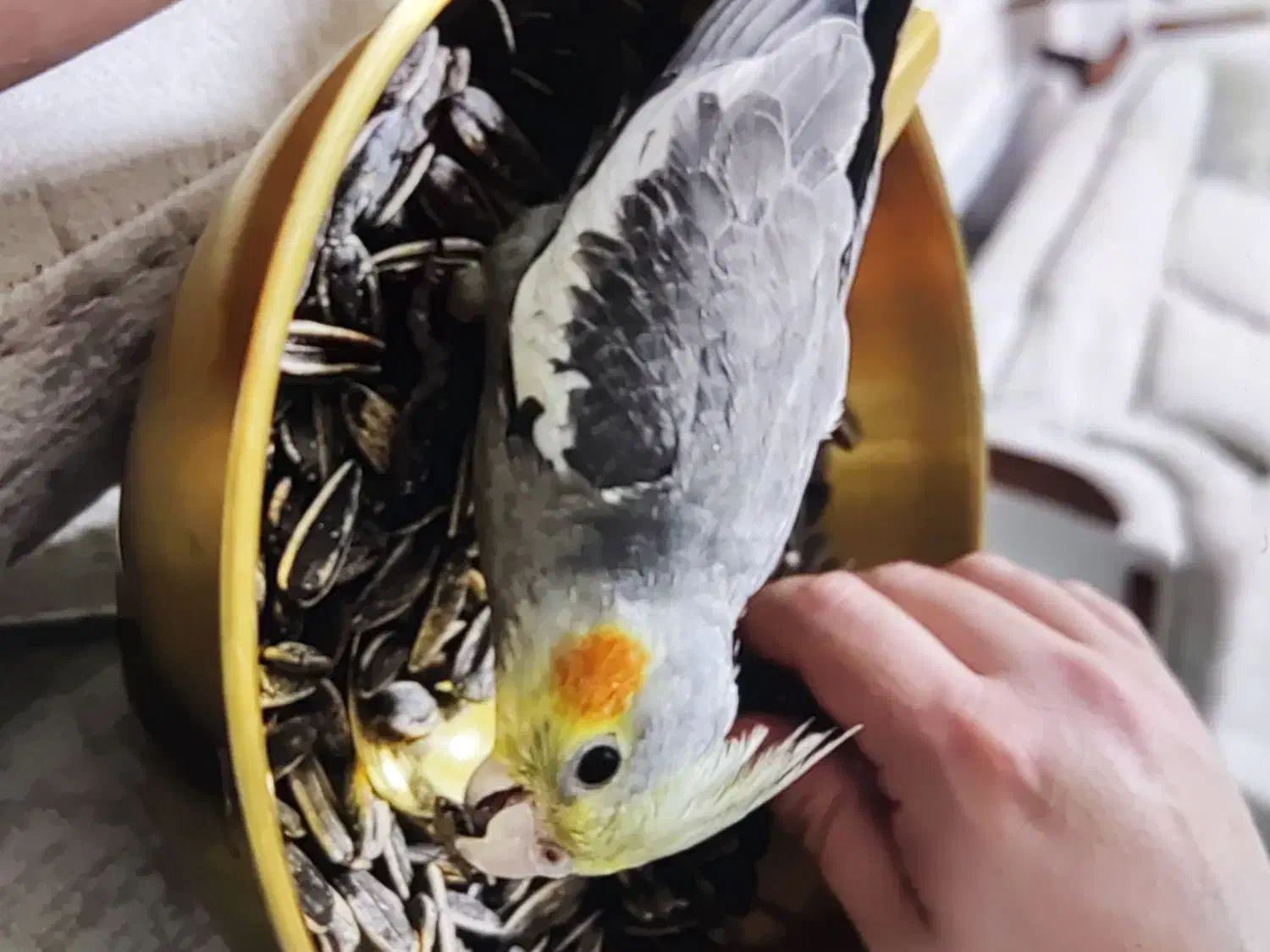 عروس هلندی|حیوانات|آبادان, |دیوار