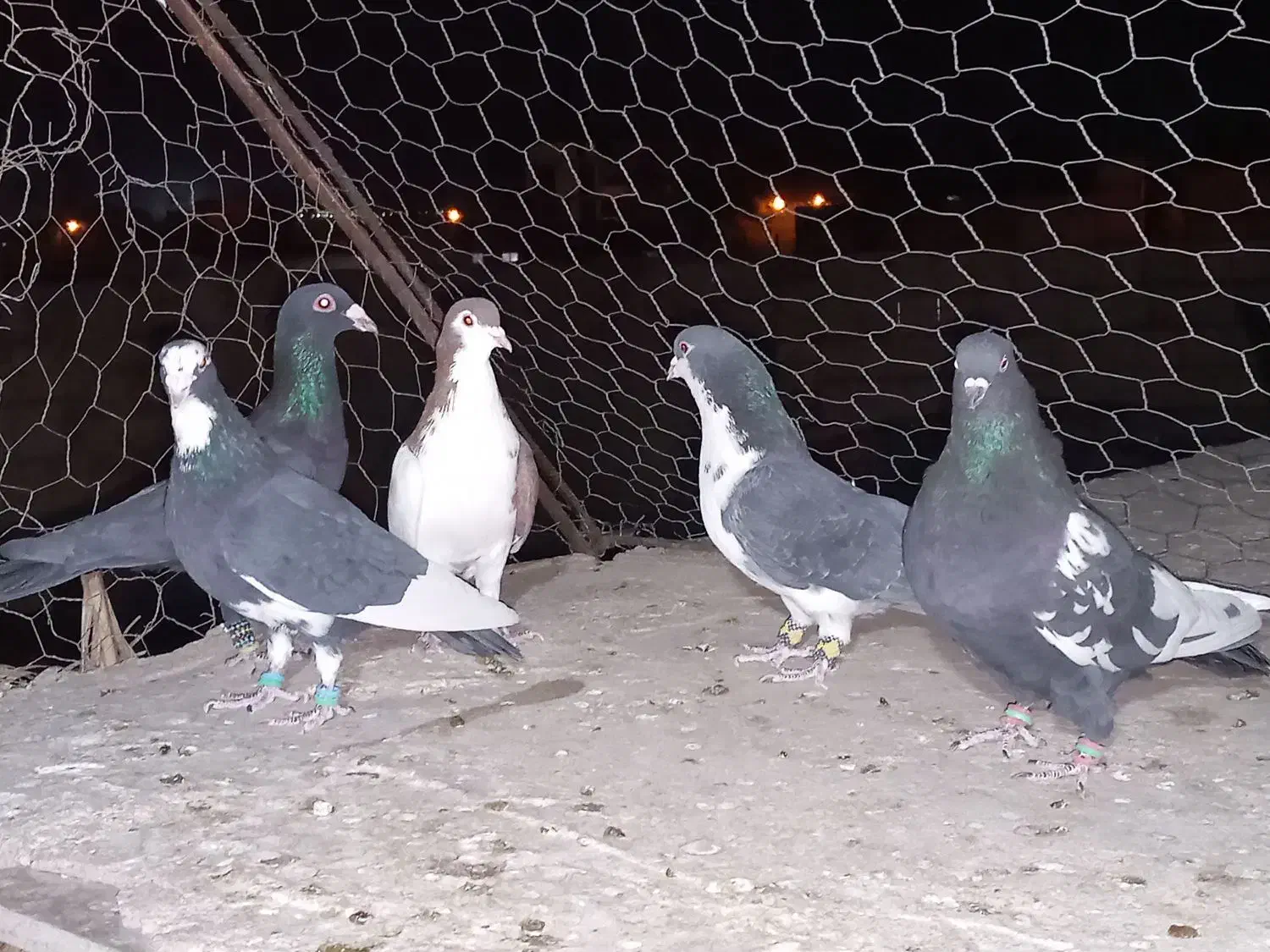 ۵ عدد کبوتر|پرنده|رفسنجان, |دیوار