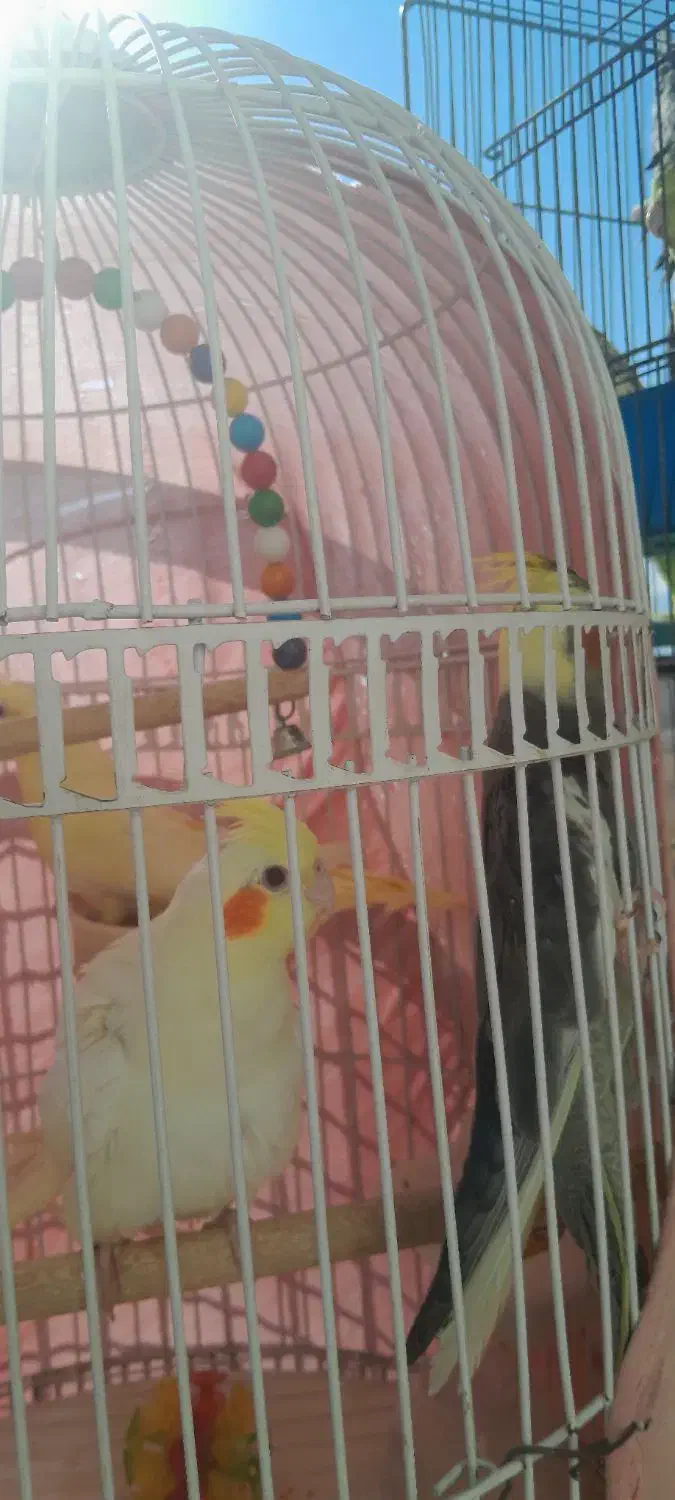 جوجه عروس هلندی به شرط حرف زدن|پرنده|گلپایگان, |دیوار