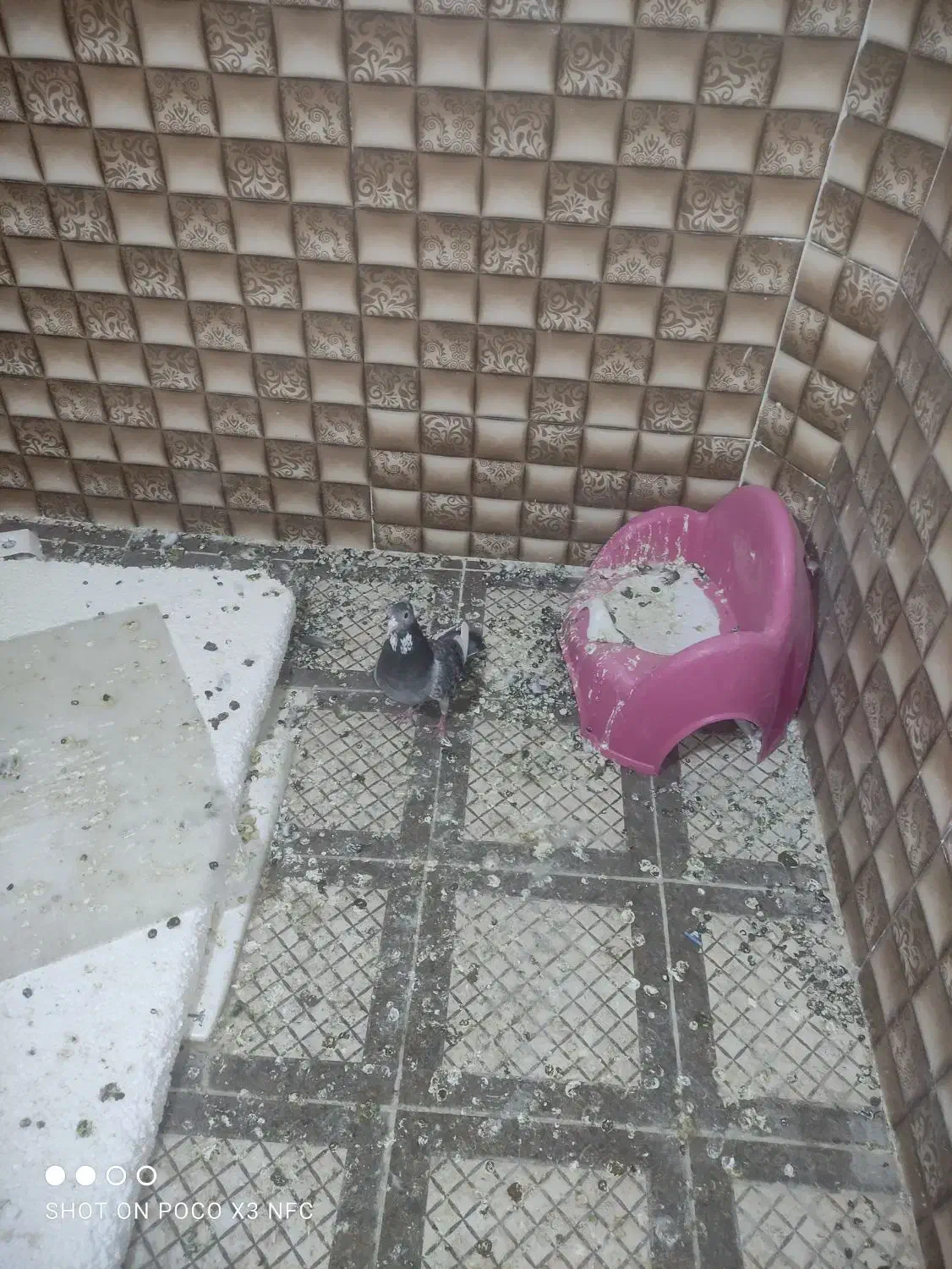 نر بدرنگ پلنگ|پرنده|زرند, |دیوار