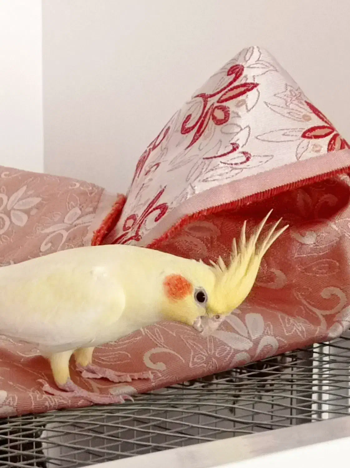 عروس هلندی|پرنده|قم, انسجام|دیوار