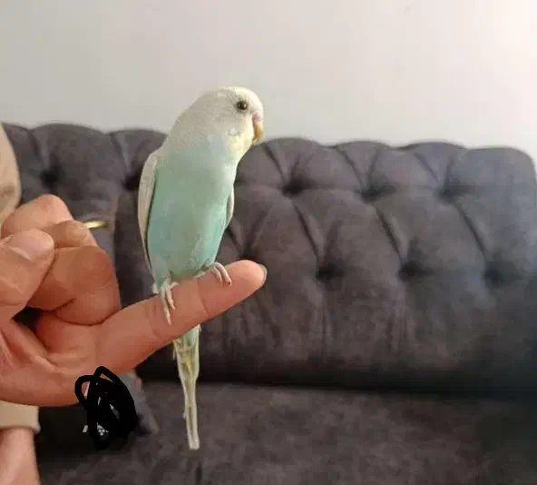 مرغ عشق رنگ خواص|پرنده|مشگین شهر, |دیوار