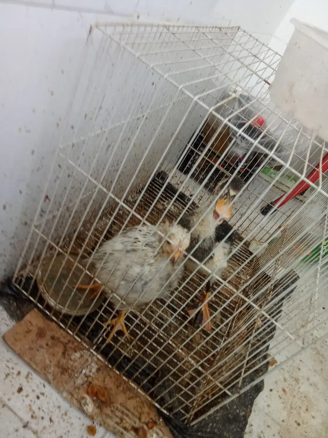 مرغابی و مرغ|حیوانات مزرعه|مشهد, قائم|دیوار