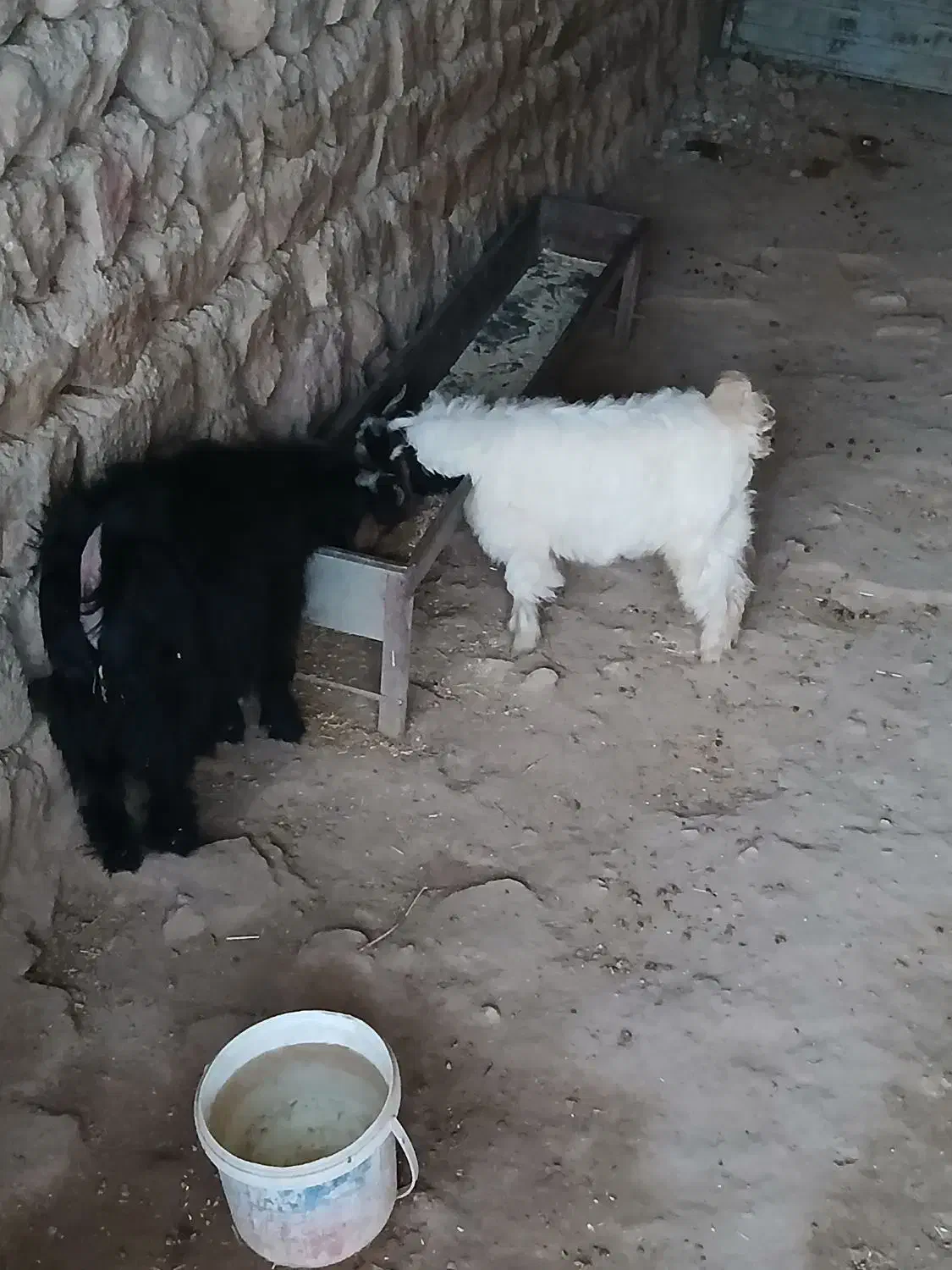 بزغاله فروشی|حیوانات مزرعه|زرنه, |دیوار