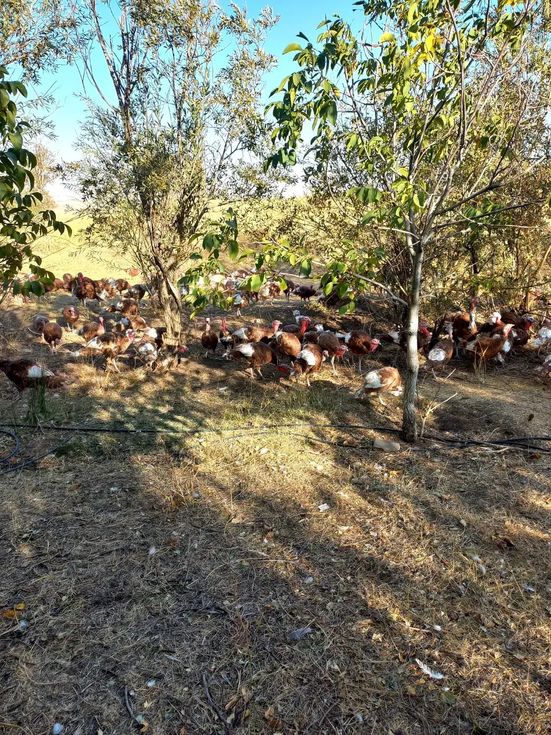 بوقلمون محلی|حیوانات مزرعه|قروه, |دیوار